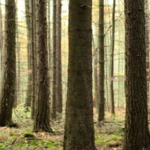 Miško žemė, miško savininkų kooperatyvas