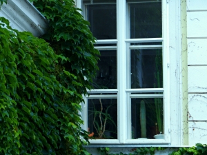 Bespalvis ar tonuotas aliejus medienai