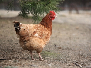 Savaitgalį kviečia į paukščių parodą