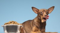 Šunų maistas Monge – turtinga sudėtimi pagrįstas pašaras keturkojams draugams