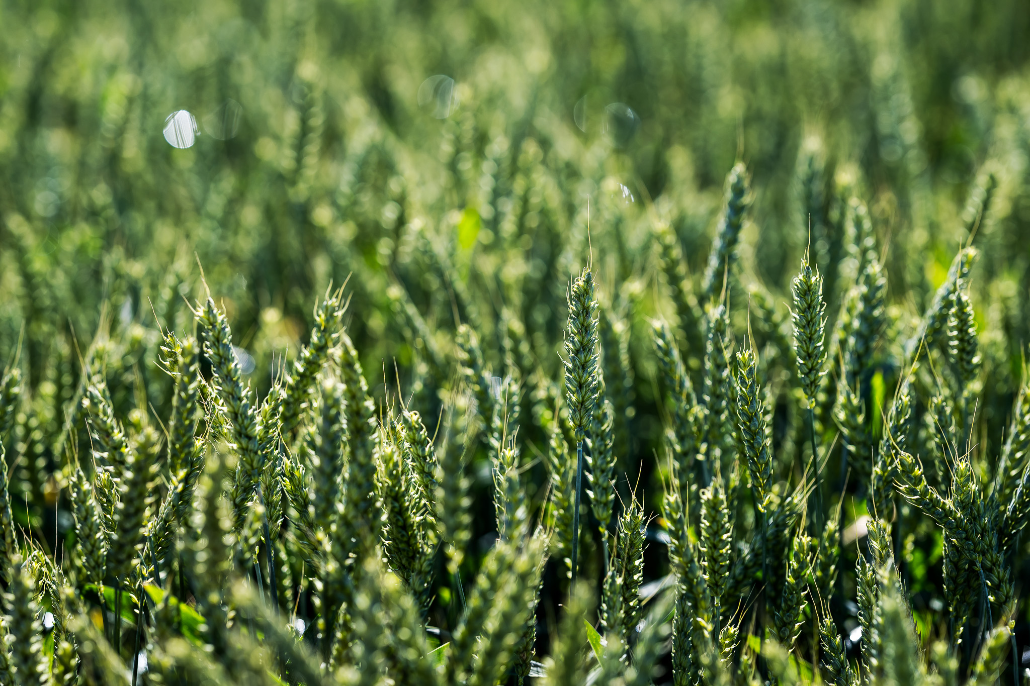 Scandagra vadovas: Lietuvos grūdų augintojai rizikuoja prarasti svarų konkurencinį pranašumą