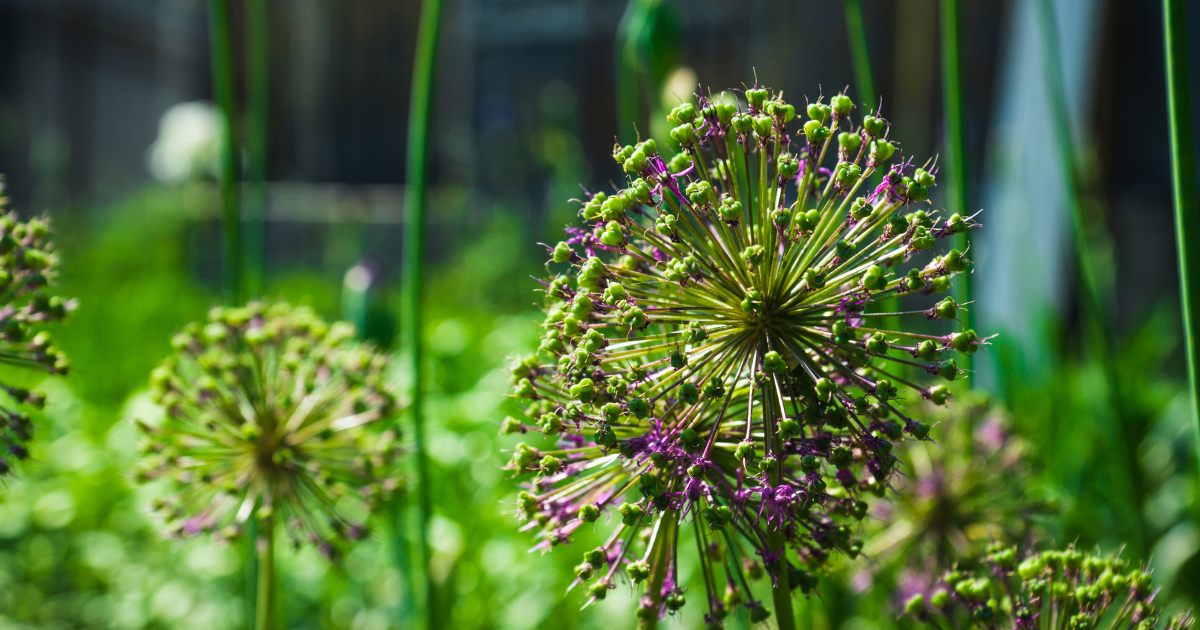 Dekoratyviniai česnakai – sodo grožiui ir žmogaus sveikatai