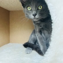 Molėtų gyvūnų gerovės komanda