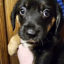 Molėtų gyvūnų gerovės komanda