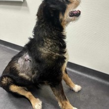 Molėtų gyvūnų gerovės komanda