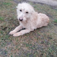 Molėtų gyvūnų gerovės komanda