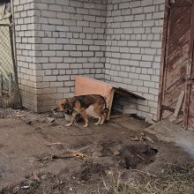 Molėtų gyvūnų gerovės komanda