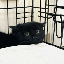 Molėtų gyvūnų gerovės komanda