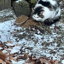 Molėtų gyvūnų gerovės komanda