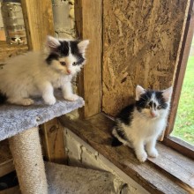 Molėtų gyvūnų gerovės komanda