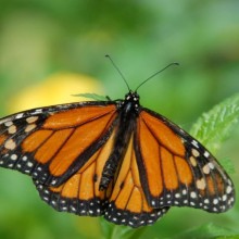 Lietuvos zoologijos sodas
