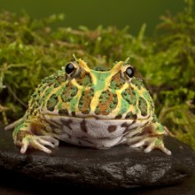 Lietuvos zoologijos sodas