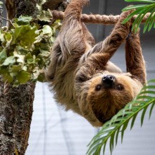 Lietuvos zoologijos sodas