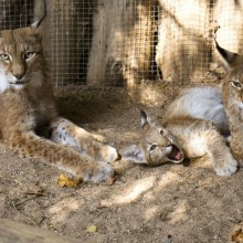 Lietuvos zoologijos sodas