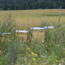 Agrobite.lt, Agroverslo naujienų portalas "Agrobitė"