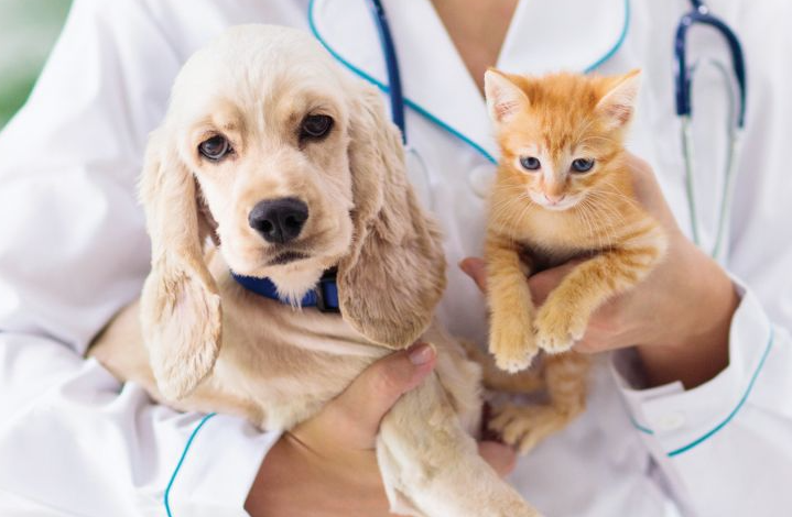 Kaip parinkti tinkamą maistą augintiniui pagal amžių, veislę ir aktyvumą?