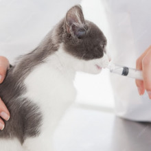 L. Leščinskienės veterinarijos gydykla