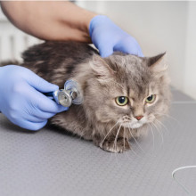 L. Leščinskienės veterinarijos gydykla