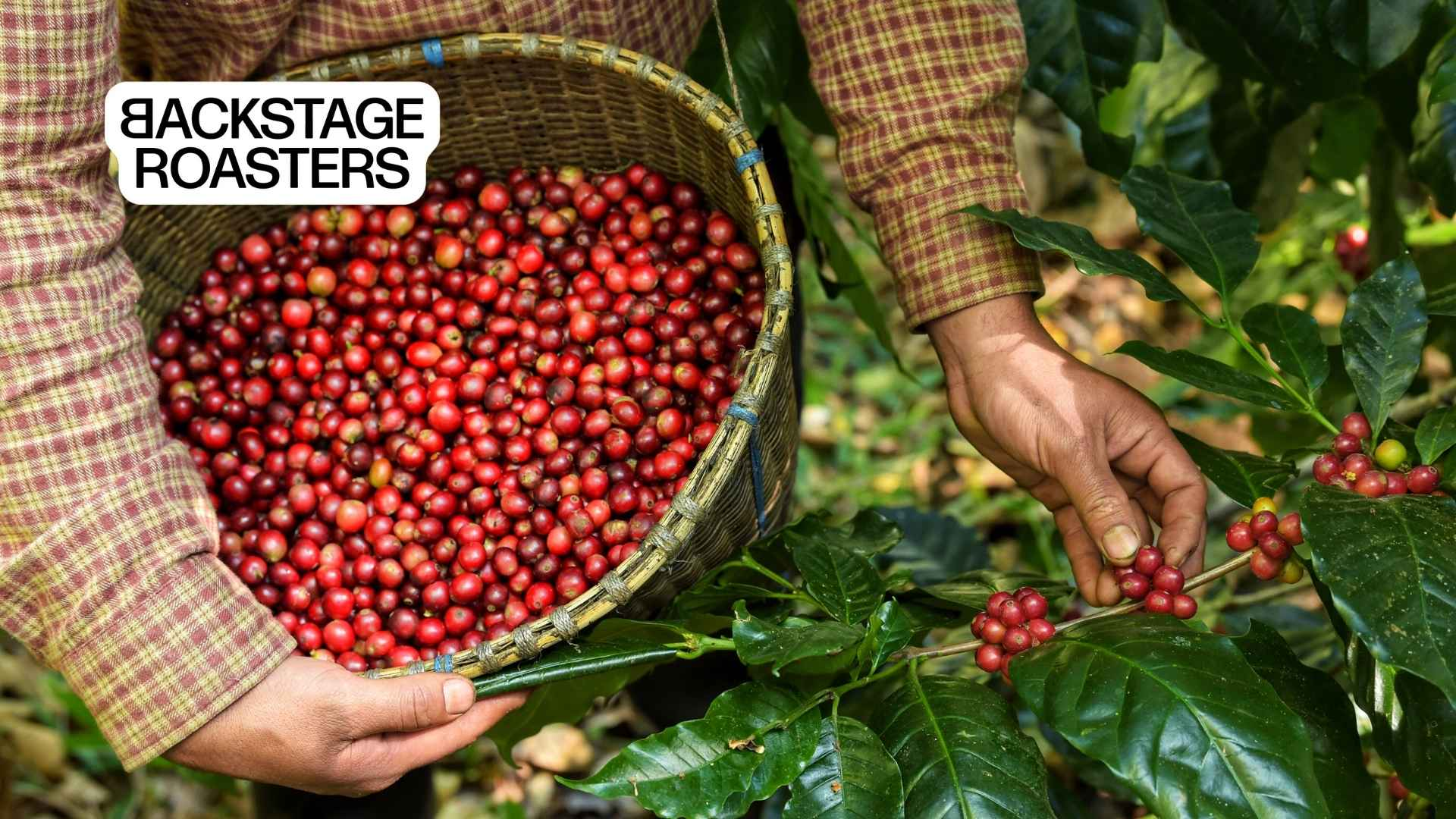 Arabika ar robusta: kokios kavos pupelės tinkamesnės jūsų skoniui?