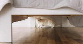 Kaip užtikrinti katės komfortą ir namų švarą: svarbiausi higienos aspektai