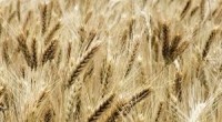Lietuvių startuolis mažina taršą ir trečdaliu didina derlių