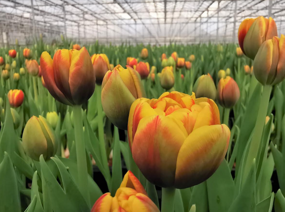 Ketvirtis milijono lietuviškų tulpių „Maximoje“ skelbia pavasarį