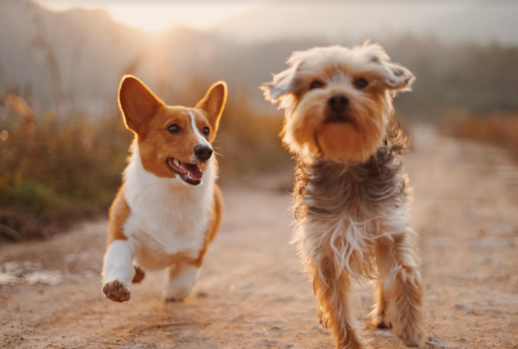 Geriausio žmogaus draugo diena: 5 išmanūs patarimai auginantiems šunis