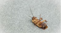 Kodėl taip sunku išnaikinti tarakonus?